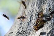 hoornaar (vespa crabo) 10-2024 1054